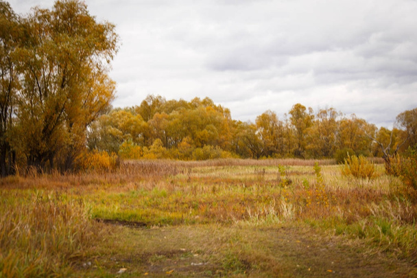 Autumn landscape. Magical autumn trees, reeds, lake - Zdjęcie, obraz