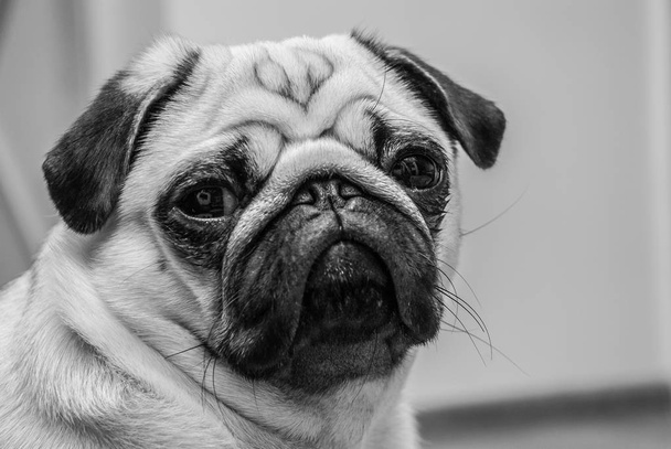  Black-and-white portrait of a serious pug - Photo, Image