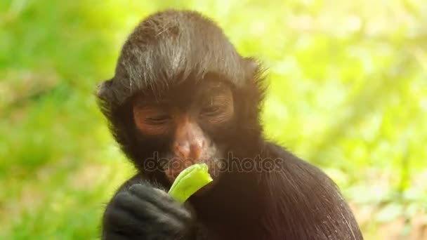 El mono araña negro de cara roja (Ateles paniscus) también conocido como mono araña de Guayana, es una especie de mono araña que se encuentra en las selvas tropicales en el norte de Sudamérica.
. - Imágenes, Vídeo