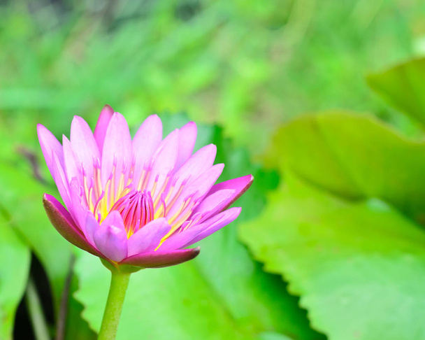 Enfoque suave hermosa flor de loto rosa
 - Foto, imagen