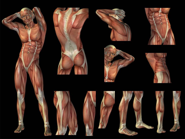 Homme conceptuel anatomie 3D
 - Photo, image