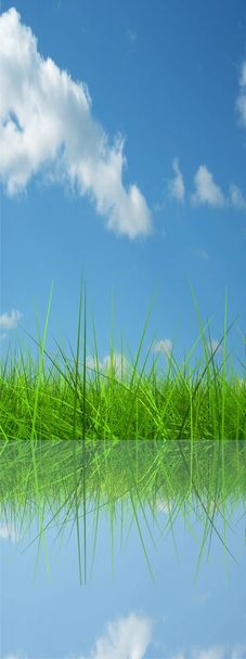 grama verde sobre o céu azul
  - Foto, Imagem