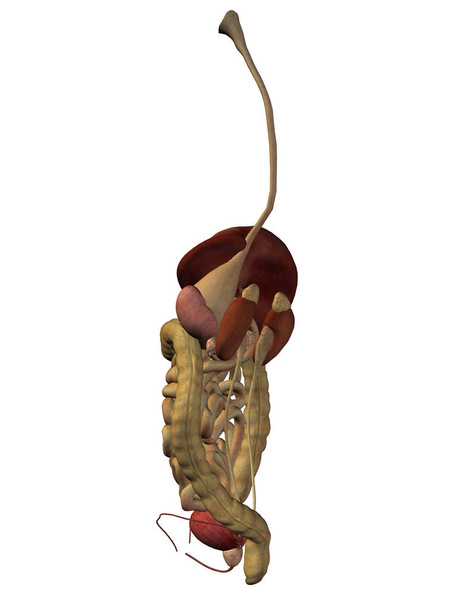 sistema digestivo humano - Foto, Imagen