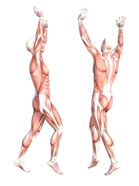 Menselijk lichaam spier systeem  - Foto, afbeelding