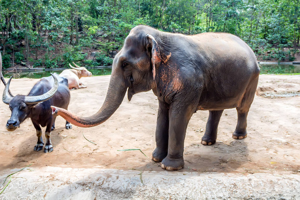 Éléphant d'Asie ou éléphant maximus en captivité
 - Photo, image
