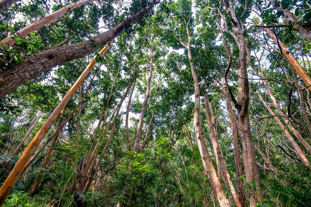 Vue panoramique de la forêt tropicale avec des acajous
 - Photo, image