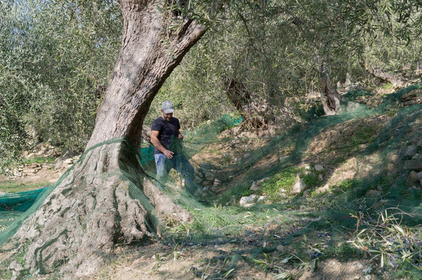 Сільськогосподарський робітник збирає оливки
 - Фото, зображення