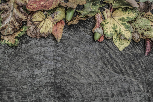 Sonbahar yaprakları ve meşe palamutları ahşap arka plan üzerinde kurutulmuş - Fotoğraf, Görsel