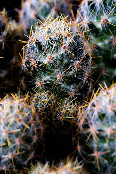 Texture of Cactus plant close-up on black background . soft focu - Foto, Imagen