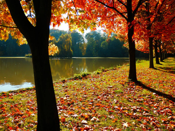 Hermosos árboles de roble otoñal callejón y lago. Color detalle fotografía de la escena de otoño
. - Foto, Imagen