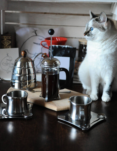 Het proces van het brouwen koffie. Witte blauwogige kat maakt koffie in de Franse pers - Foto, afbeelding