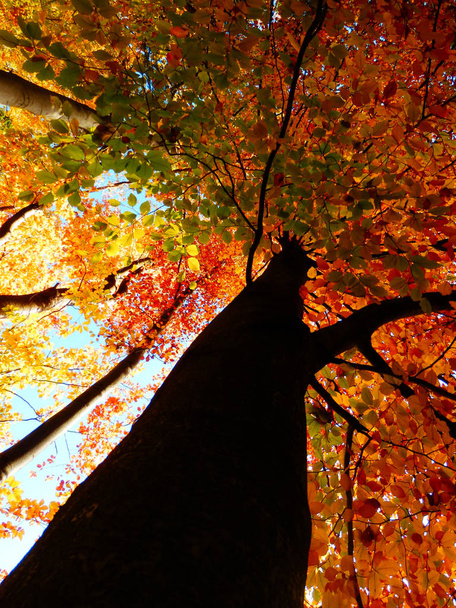 beautiful autumn color beech trees from bottom view - Foto, imagen