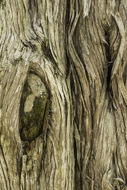 Baumrinde mit großen Ästen - Foto, Bild