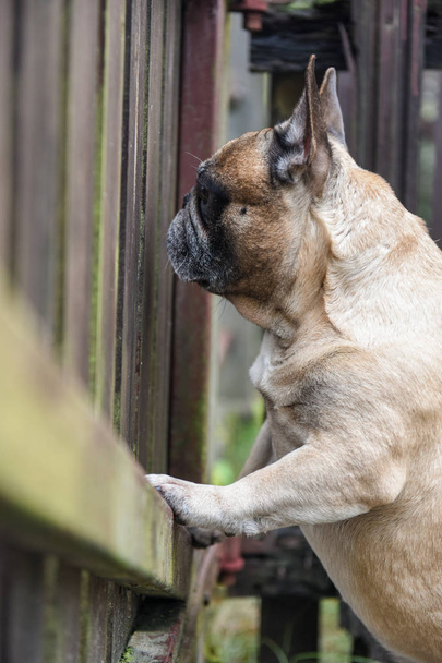 chien est à la clôture
 - Photo, image