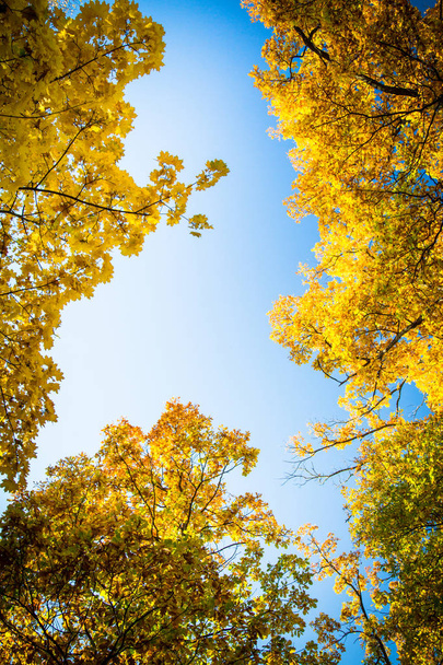 Herbst Natur Landschaft im Freien. - Foto, Bild