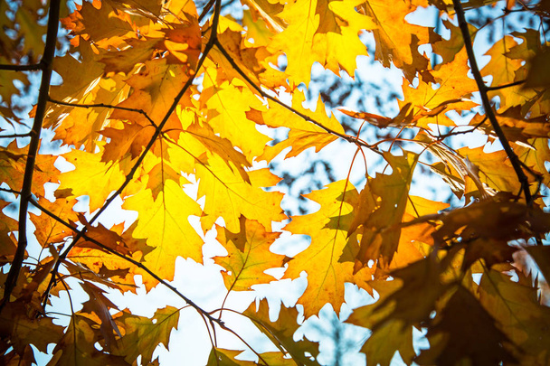 Дубове листя на тлі сонячного світла восени
. - Фото, зображення