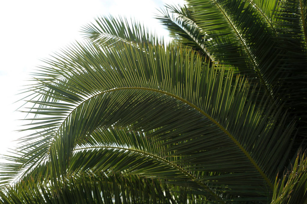 Palmiye ağaçları Sochi, Rusya Federasyonu. Seçilen odak. - Fotoğraf, Görsel