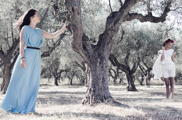 Les femmes cueillant des olives dans le jardin
 - Photo, image