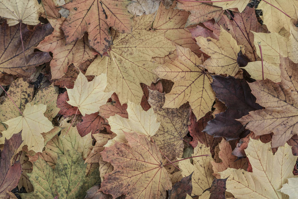 Fondo de otoño con hojas secas
 - Foto, Imagen