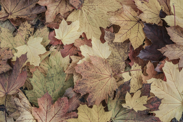 Φθινόπωρο φόντο με αποξηραμένα φύλλα - Φωτογραφία, εικόνα