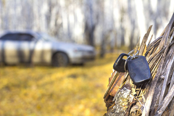 Elfelejtett autó kulcsok-ra egy fa, egy őszi erdőben - Fotó, kép