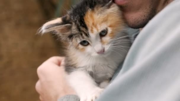 Close up of a young calico kitten being held by a man - Záběry, video