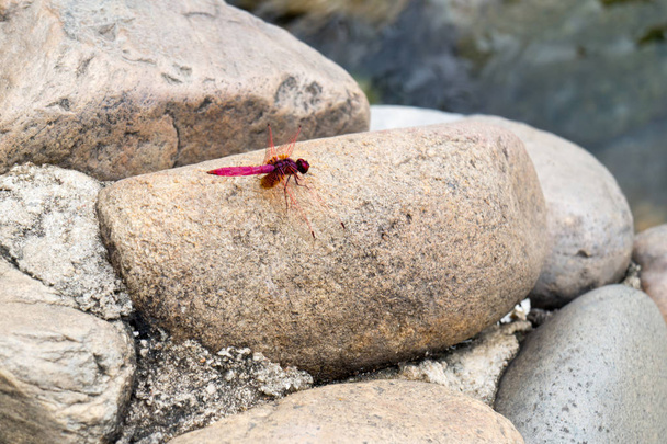 Dragonfly на гарячий джерело в Чіанг-Рай Thaweesin - Фото, зображення