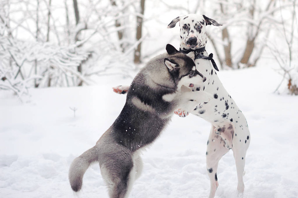 two dogs play in the snowy forest - Fotoğraf, Görsel