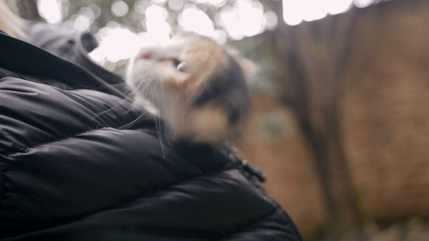 Kleine kleine kitten schudt haar hoofd terwijl hij in de voorkant van een jas - Video