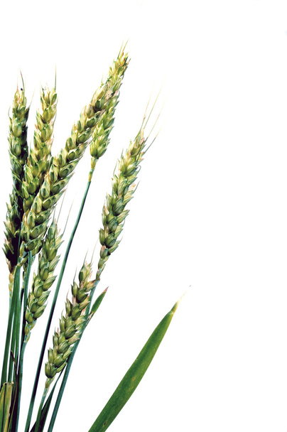 Озимої пшениці
 - Фото, зображення