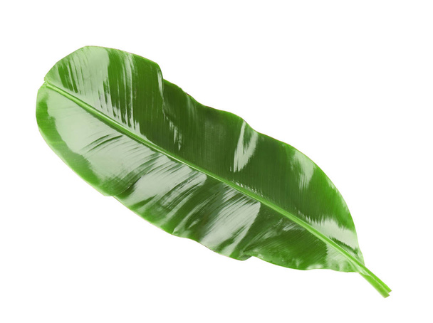 Green banana leaf  - Foto, imagen