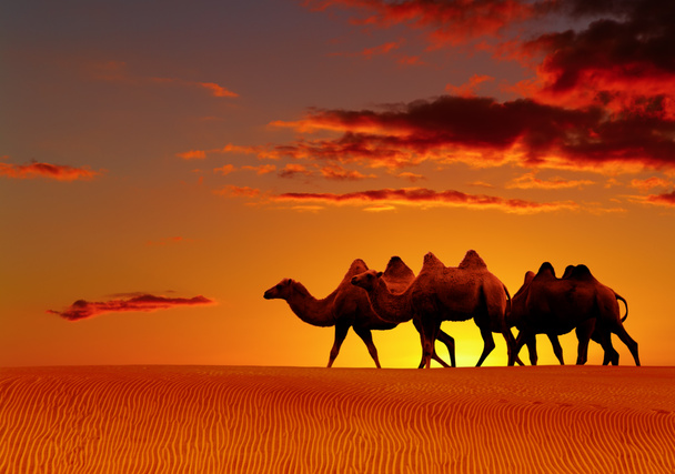 Desert fantasy, camels walking - Photo, Image