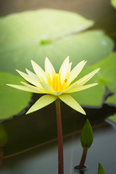Lotus flowers blooming on the pond in summer - Fotó, kép