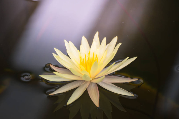 Flores de loto floreciendo en el estanque en verano
 - Foto, Imagen