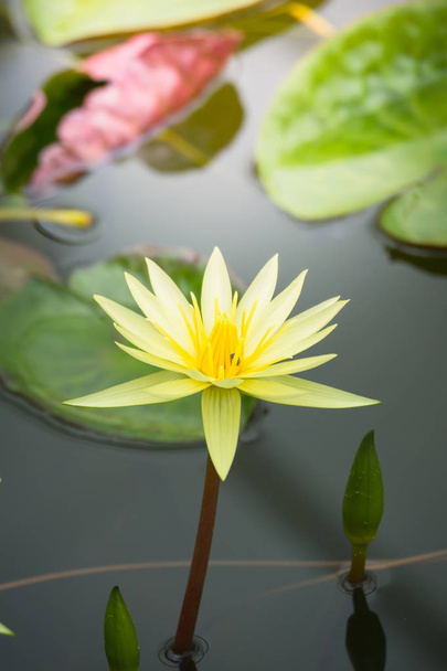 Lotusblumen blühen im Sommer auf dem Teich - Foto, Bild