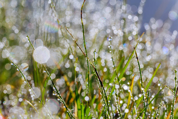 Gotas de agua en la hierba verde - Foto, imagen