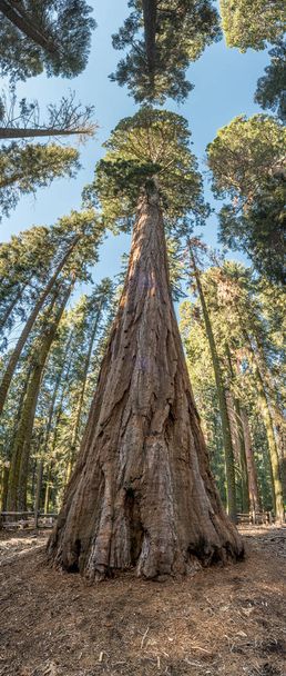 Κάθετη πανόραμα του Giant Sequoia  - Φωτογραφία, εικόνα
