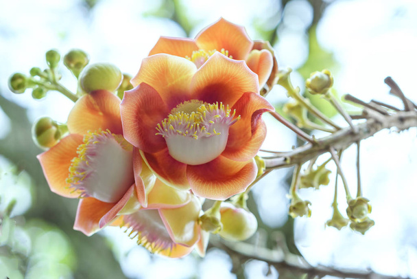Ανθίζοντας δέντρο μπάλα κανονιού, επιστημονική ονομασία αυτού του λουλουδιού είναι couroupita guianensis - Φωτογραφία, εικόνα