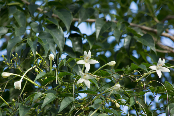  Witte bloem Indiase cork boom en groene blad achtergrond - Foto, afbeelding