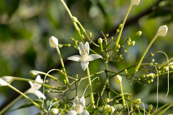  Белый цветок индийской пробки дерево и зеленый лист фона
 - Фото, изображение