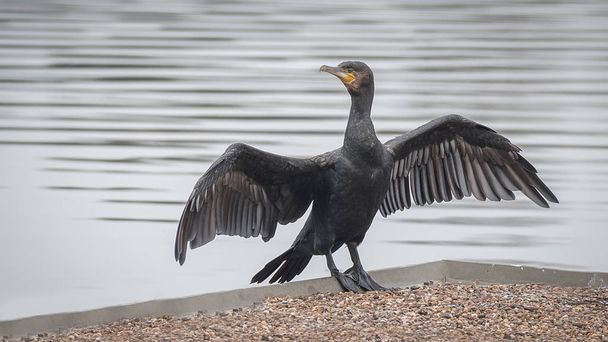 Cormorant with wings spread - Photo, Image