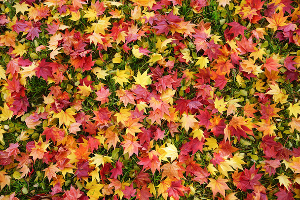 az őszi táj hokkaido - Fotó, kép