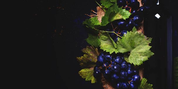 Red wine in bottle and blue grape  - Fotoğraf, Görsel