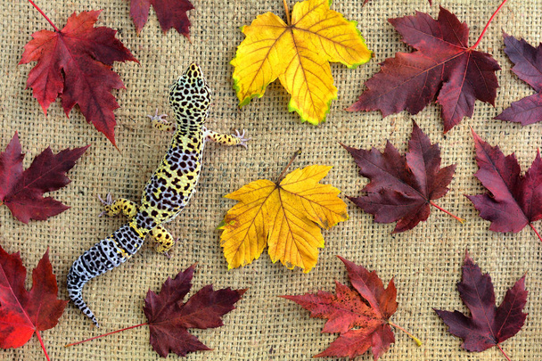Eublepharis на тлі мішковини і опалого листя. крупним планом Милий леопард геко (
) - Фото, зображення