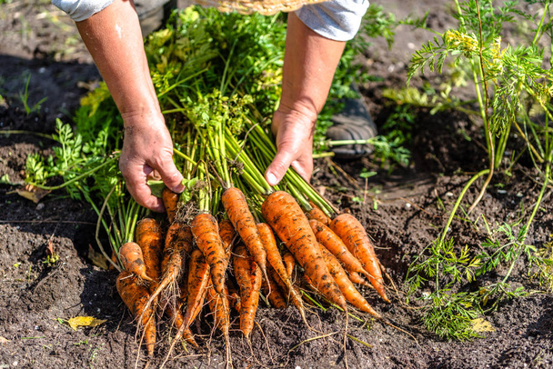 Farmer holding a carrots from the soil, vegetables from local farming, organic produce harvested from the garden, fall harvest - Foto, Bild