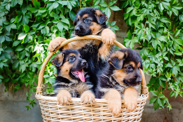 Incantevoli cuccioli di pastore tedesco
  - Foto, immagini