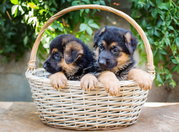 Prachtige kleine Duitse herder puppies  - Foto, afbeelding