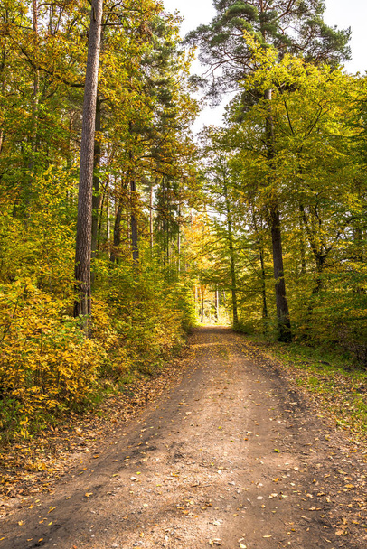 Path in the forest in autumn, scenic landscape with colorful trees in fall scenery of nature - Foto, Imagem
