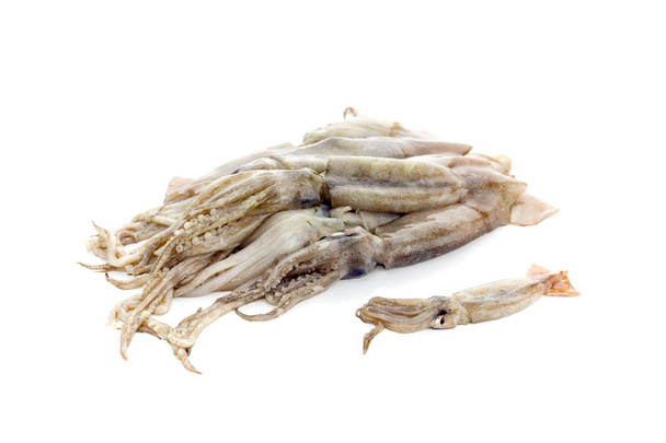 Raw squid on a white background - Photo, Image