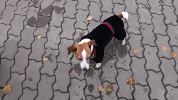 Σκύλος Τζακ ΡΑΣΕΛ σε ένα βελούδινο κοστούμι outdoores - Πλάνα, βίντεο